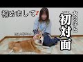 【初対面】一瞬で心を開いて甘えん坊になる柴犬の反応が可愛すぎました…※4年ぶりの再会※