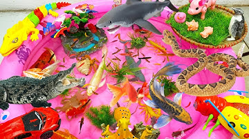 Động vật dễ thương,chim cánh cụt,thằn lằn,bạch tuộc,cá heo,cá voi,ốc,cá mập,cá nhỏ,cá chép,cò,vẹt