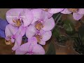 Посадка новых орхидей.  Сажаю заветные сорта.