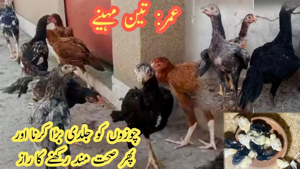 Aseel Chicks growth tips // breeding formula // salo pet house / aseel chicks growth 1 day to100 day