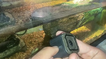 How to get protune in Gopro Hero Session/ 2022