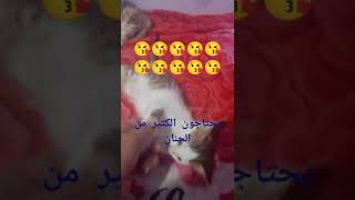 قططي  الجميلة من  شهر الى 4 اشهر  (ميمي و ميشو ) ،???????