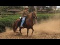 Adiestramiento del Arte Ecuestre del Caballo Peruano de Paso