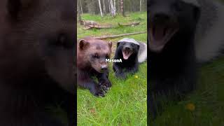 Morning Chill With The Brothers