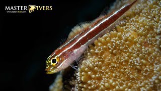 Weekly Diving Report for Koh Tao by Master Divers - August 31st - September 6th 2019