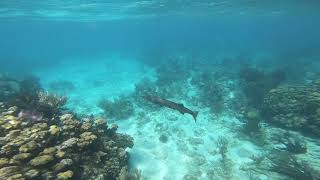 2023.05 Barracuda (Video #1) at Aquarium Reef, Grand Cayman