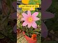 “Pink Rain Lily 🌸 Season Ka Last Bloom” #Shorts #YoutubeShorts #TrendingShorts #YtShorts