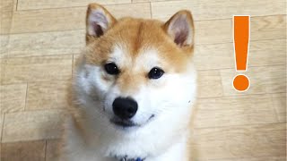 ローストビーフと柴犬