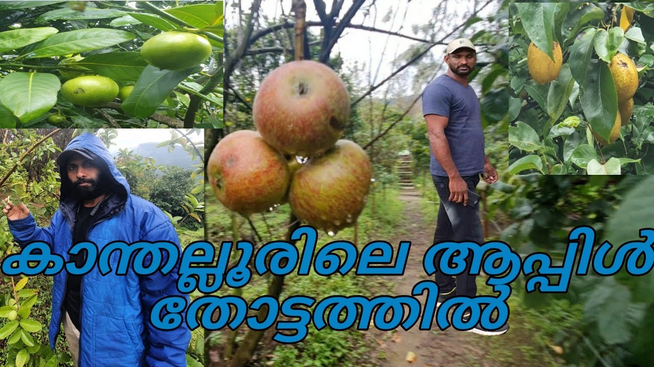 kanthalloor Fruits farms YouTube