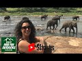 Sri lankan elephant is native to sri lanka elephant elephants srilanka shorts