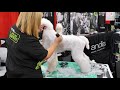 Standard Poodle Trim with Tammy Siert