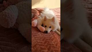 Incredibly cute and sleepy Japanese Spitz puppy
