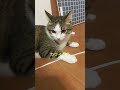 カワイイ？#cat #ねこ好きさんと繋がりたい