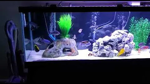125 gallon  African chichlid fish tank