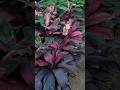 Green Vibes Only | Nursery Tour Lucknow #shorts #dhurandhar  #trendingsong #plantcare #garden