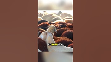 Why Are Sheep Sheared?