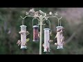 Garden birds in Ireland. Bird Feeder Cam. Goldfinches blue tit green finch siskin robin xt3 200-500.