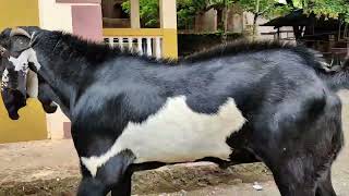 4 Dant, 40 Height, 70 Kg. Pure Beetal Goat For Sale..