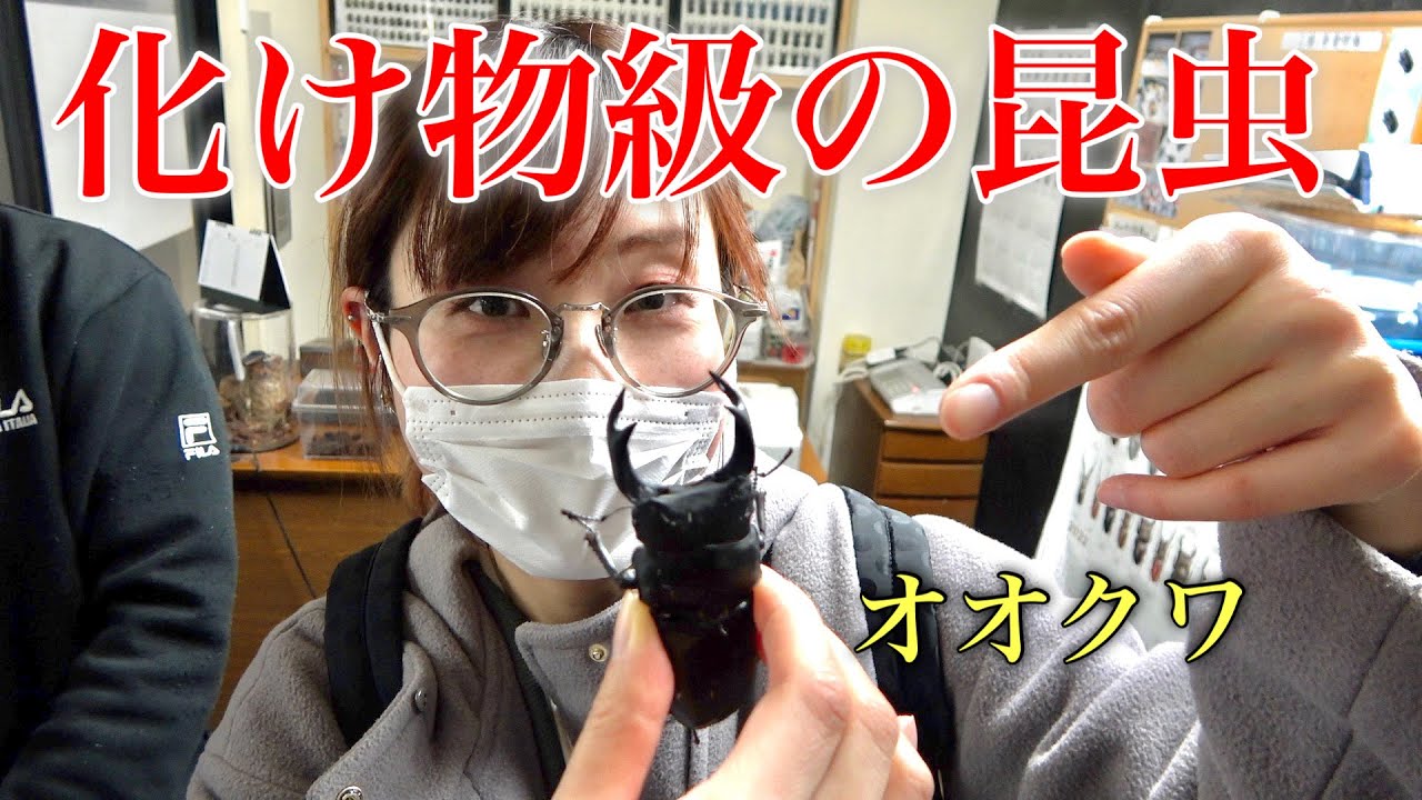 埼玉県にある昆虫ショップでテンション爆上がり
