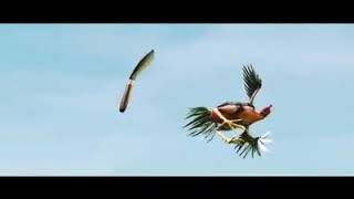 Keren _ ayam bisa kungfu