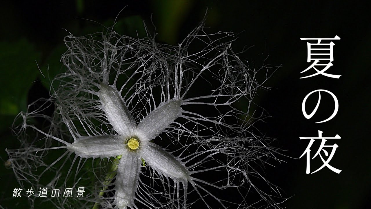 《ゆるい自然観察Vlog163》夜の散歩道で花火見物？