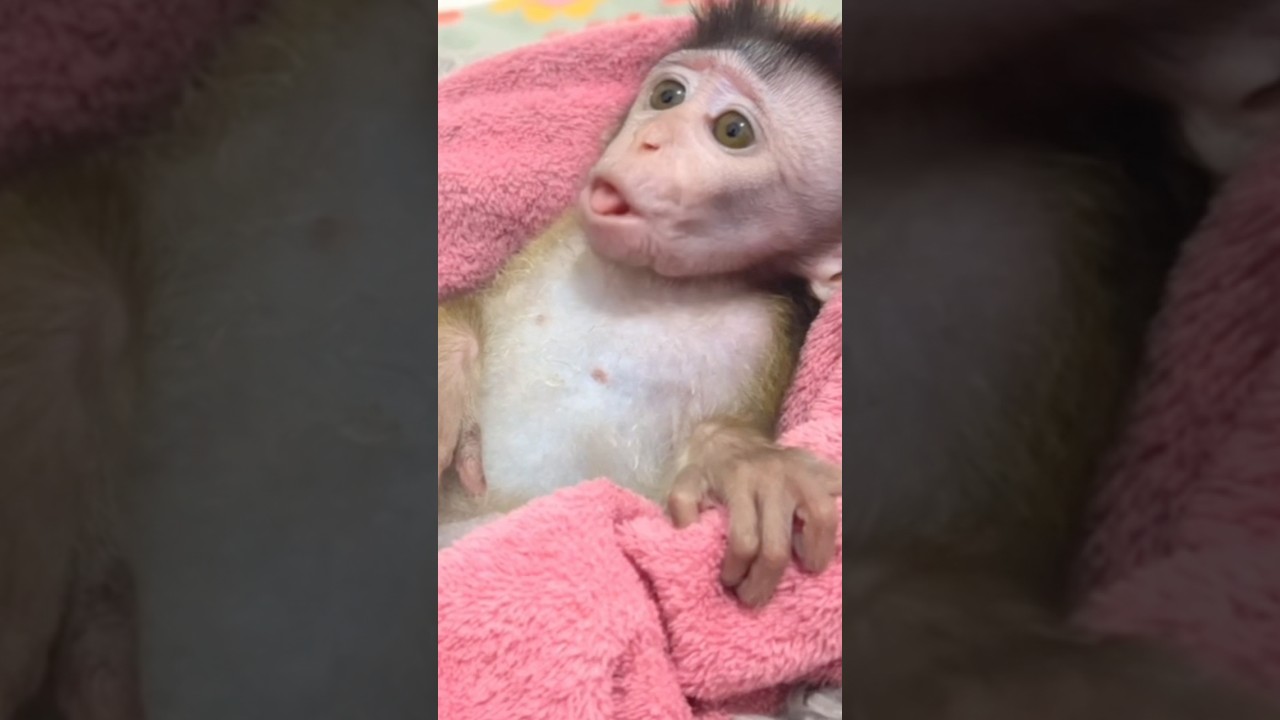 “Did You Hear That?! Baby Monkey Cici Talks Like a Human for Milk 😱🐒🍼”