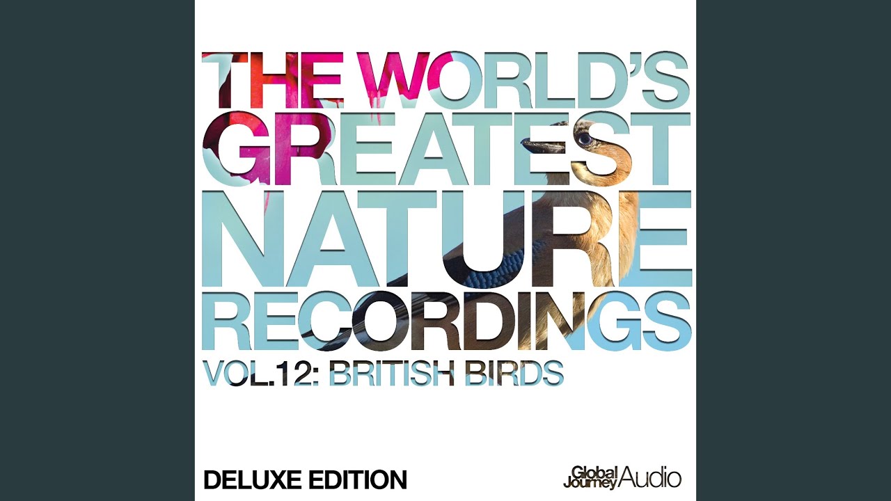 British Birds - Rook Bird Sounds (Nature Sounds) 