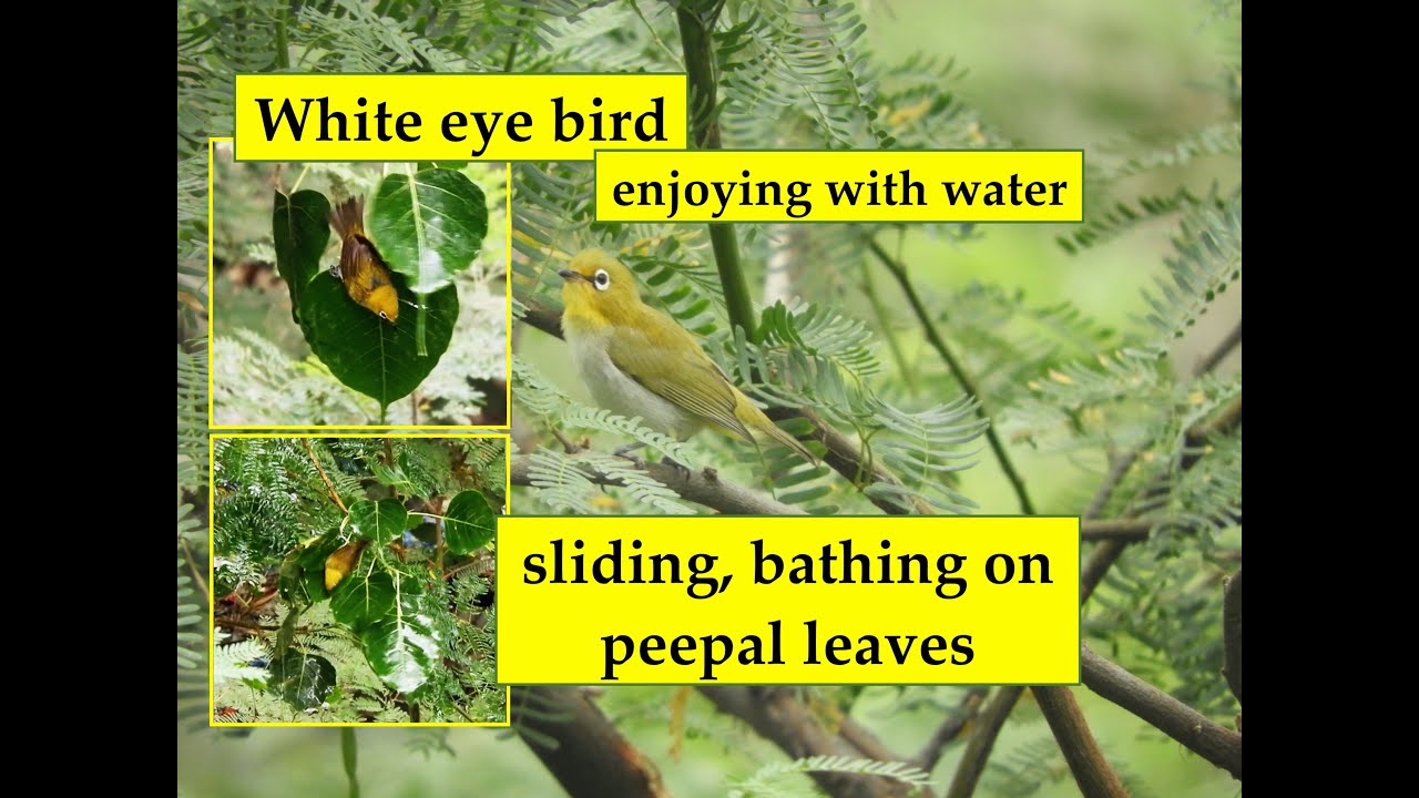 White eye bird/ सफ़ेद आँख चिड़िया / SlidingBathing Indian White eye