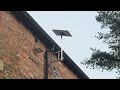 Starlink installation Knutsford www.spacetek.uk