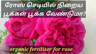 use this fertilizer in your rose plant for more buds and flowers / organic fertilizer for rose.