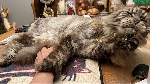 Video 11371011: silver polydactyl mainecoon cat, cat bath, catio, cat old