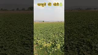 खरबूज की खेती🍈 #field #kissan #melon 0