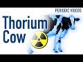 Milking the Thorium Cow - Periodic Table of Videos