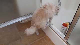 DOG GOING INTO SHOWER BY HIMSELF #SHOWERTIME #MIXEDTERRIER #DOG BATH #BATHTIME