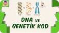 DNA'nın Yapısı ve Önemi ile ilgili video