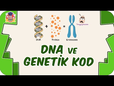 Video: DNA molekülünün omurgasını hangi iki madde oluşturur?