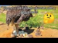 Ostrich#நெருப்பு கோழியின் அற்புதமான பண்பு இதுதானா!#Tamil#Satellite.....