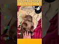 Funniest AnimalsMoments#funnyanimals #animalcomedy #dog#funny#funnyanimals#funnypets#animals