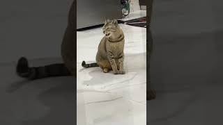 #cat #trending #viral #youtubeshorts #funny