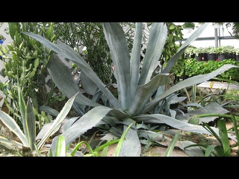 Video: Amerikansk Agave