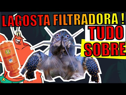 Vídeo: Como cuidar de uma tartaruga russa