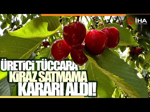 Üreticiler ile Tüccarlar Fiyatta Anlaşamazsa Kiraz Dalında Kalacak