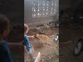kucing kaffa tau ada sesuatu,,, #shortsy