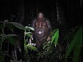 Bigfoot CAUGHT on Camera? 144P to 4K Enhancement #trend #fyp