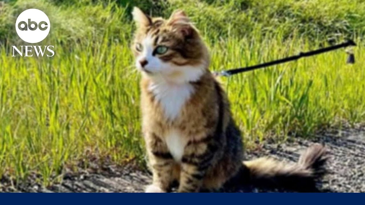 feline that travels the world