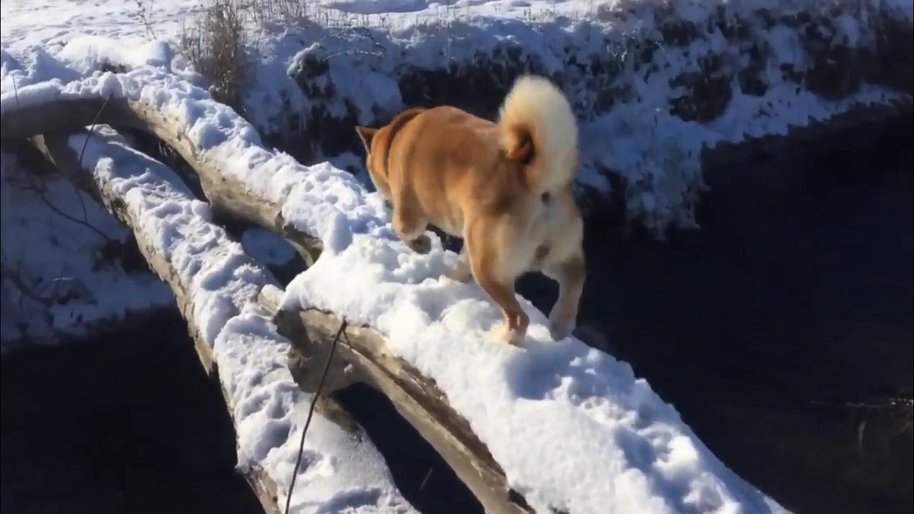 Живой собака видео