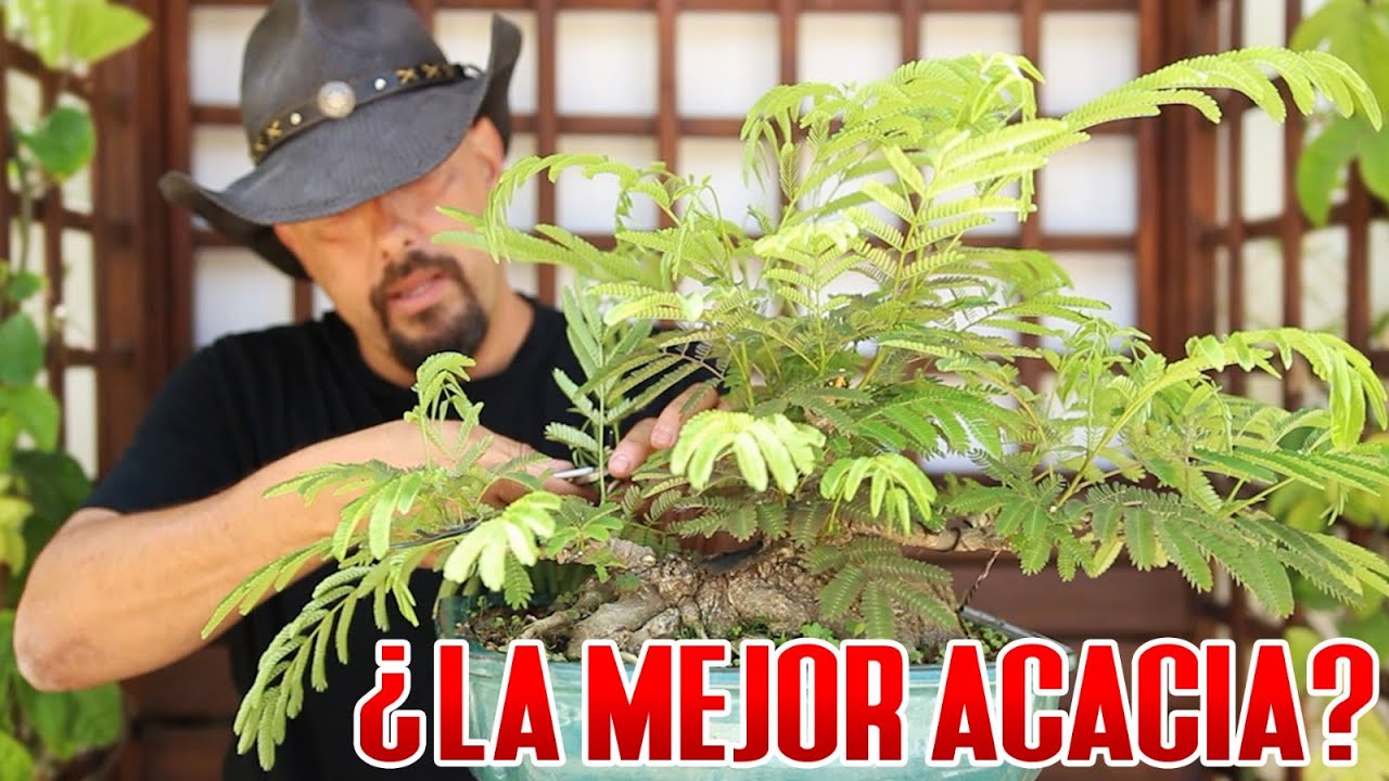 La mejor acacia Bonsai DESDE SEMILLA (que yo conozco)