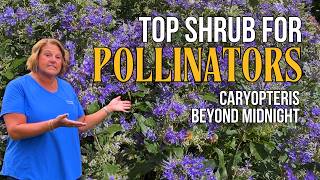 Best Fall Blooming Shrub for Pollinators? Caryopteris Beyond Midnight | Garden Crossings