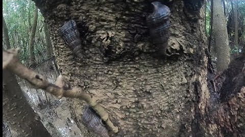 bắt ốc len trời mưa bão hên phút cuối gặp ngay ổ ốc len