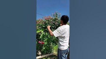 How farmers cut leaves with long scissors #shorts